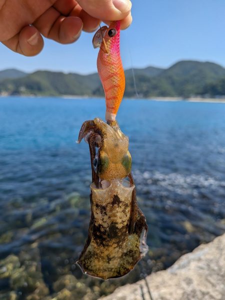 先週に引き続き新子狙い